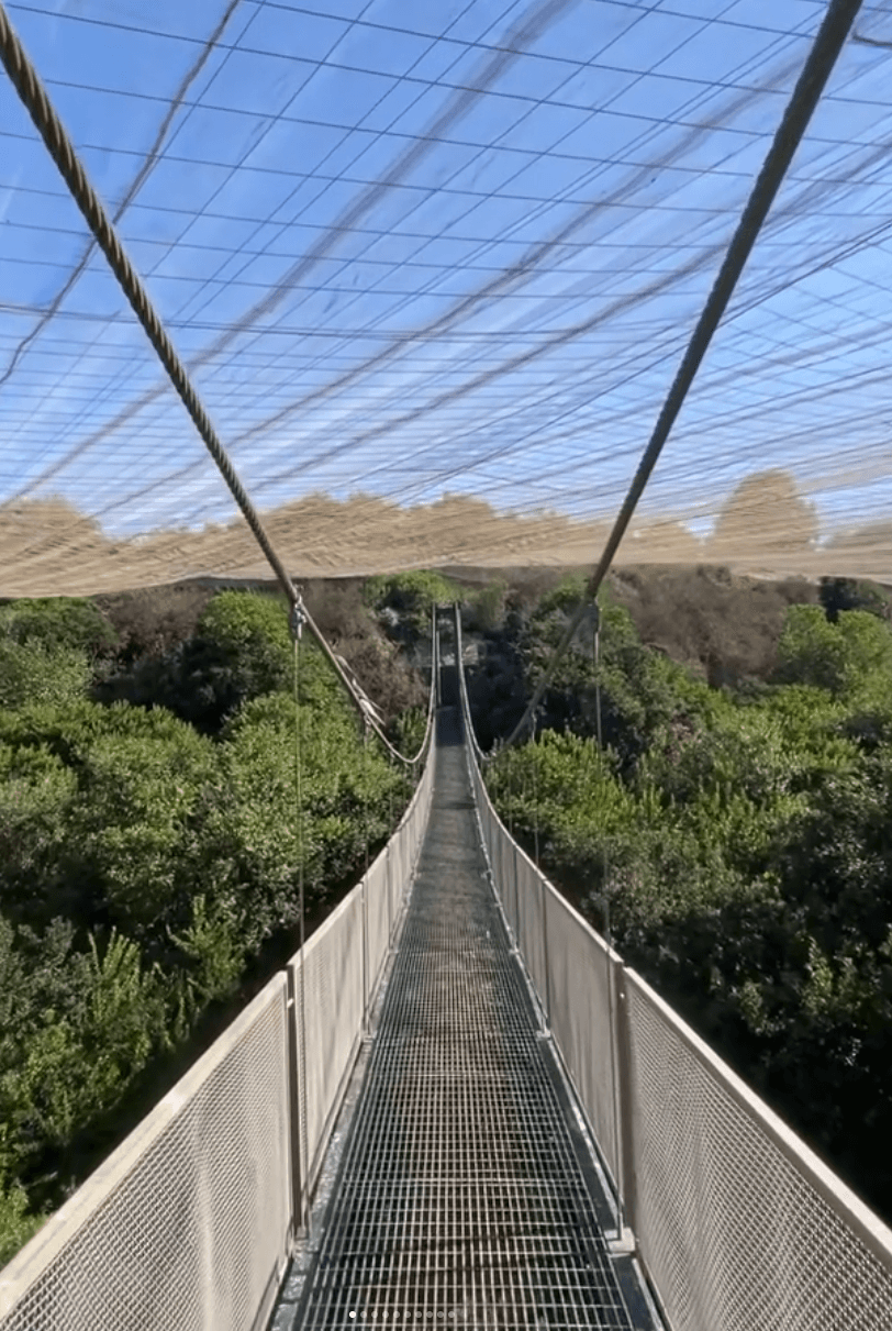 Puente colgante peatonal que cruza sobre la copa de los árboles en un parque